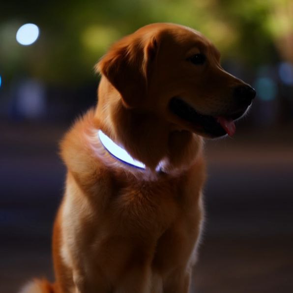 LED Dog Collar - Keep Your Dog Visible at Night