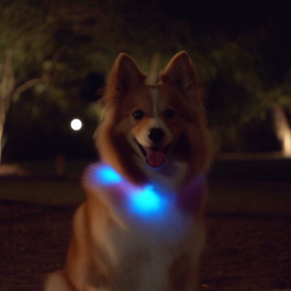 LED Dog Collar - Keep Your Dog Visible at Night
